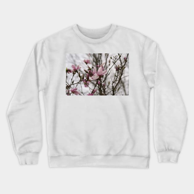 Close up of Pink Magnolia flowers in spring season. Crewneck Sweatshirt by ikshvaku